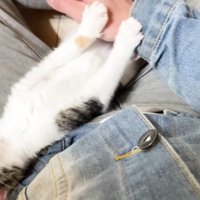 飼い主さんの腕を押す三毛さん