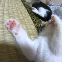 肉球