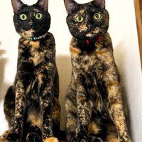 そっくりな2匹の猫