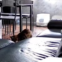 下を向く猫