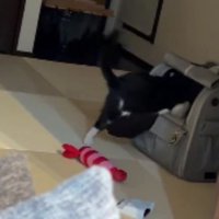 クッションを運ぶ猫