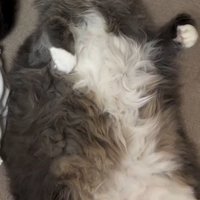 ベッドに仰向けになって目を細める猫