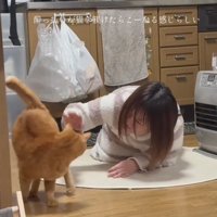 振り返る猫