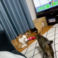 遠ざかる猫