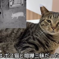くつろいでいる猫とけんかしている猫
