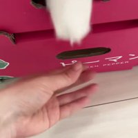 箱から手を出す猫