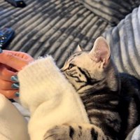 人の腕に抱き着いている猫