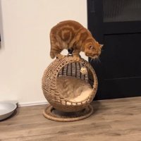 震える猫