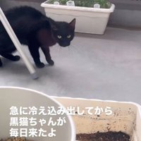 ベランダを歩く黒猫