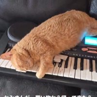 ソファで寝る猫