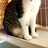 ふっくらした猫の体