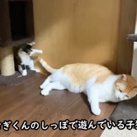 成猫のしっぽで遊ぶ子猫