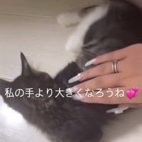 子猫の背中と飼い主の手