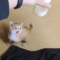ママが冷ますミルクを追い掛ける赤ちゃん猫