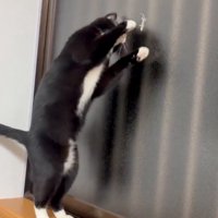 少し体勢を変えて見つめる猫