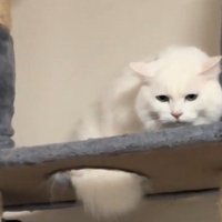 キャットタワーの上から見下ろす白猫