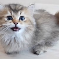 飼い主に鳴いている子猫