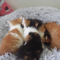 4匹の子猫が横並びになって眠る様子