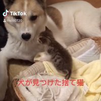 カゴの中にいる子猫の近くで伏せをしている犬