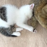 横向きで眠る坊っちゃん