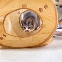 狙うリノちゃん