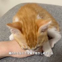 手にのる子猫