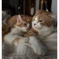寝ている猫たち