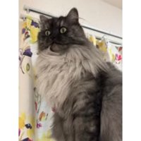 毛繕いしている猫