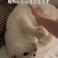 寝転がった猫のお腹を撫でる飼い主