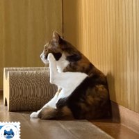 お座りする猫