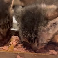 ご飯を食べる子猫