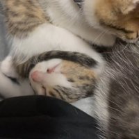 寝顔を上から