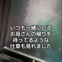 扉を見ている猫