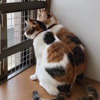 後ろ姿の猫たち