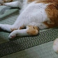 横になっている猫