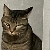 睨みつける猫の顔