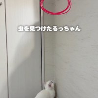 虫を見ている子猫