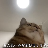 下から見た猫