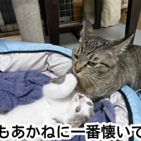 キジトラ猫と子猫