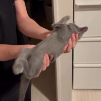 四肢を体にくっつける子猫