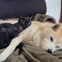 横になっている犬と猫