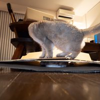 猫を踏んでいる猫