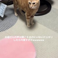 キョロキョロしている猫