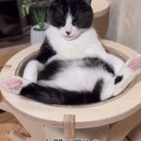 キャットタワーの上であおむけで寝ている猫