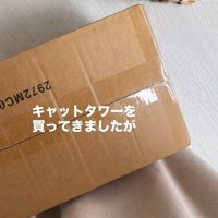 段ボール箱とキジトラ猫