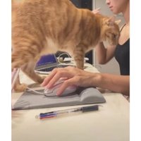 作業台にいる猫