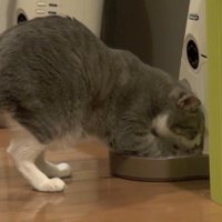 自動給餌器に密着