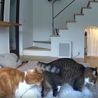 カメラに映る猫