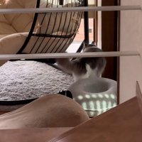 チェアを1周する猫