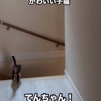 階段を下りる子猫